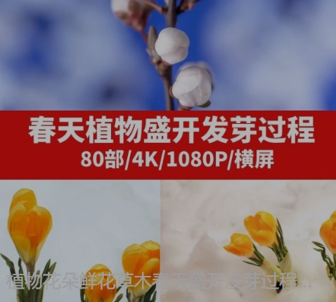 植物花朵鲜花草木春天盛开发芽过程延时高清实拍视频素材-沈文轻创